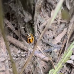 Micraspis frenata at Murrumbateman, NSW - 26 Jan 2022