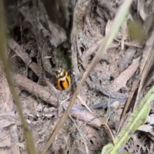 Micraspis frenata at Murrumbateman, NSW - 26 Jan 2022