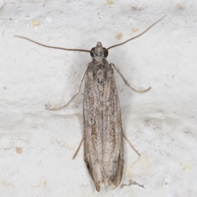 Lepidoptera provisional species 1 at Melba, ACT - 7 Nov 2021 by kasiaaus