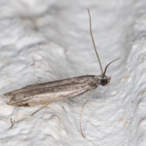 Lepidoptera provisional species 1 at Melba, ACT - 8 Nov 2021