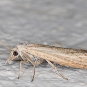 Culladia cuneiferellus at Melba, ACT - 8 Nov 2021