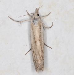 Culladia cuneiferellus at Melba, ACT - 8 Nov 2021 10:00 PM