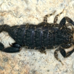 Lychas marmoreus (Little Marbled Scorpion) at Mulloon, NSW - 25 Jan 2022 by jb2602