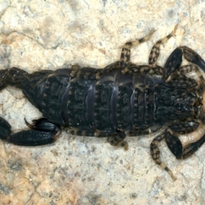Lychas marmoreus at Mulloon, NSW - 25 Jan 2022 11:24 AM