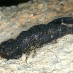 Lychas marmoreus at Mulloon, NSW - 25 Jan 2022 11:24 AM