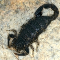 Lychas marmoreus at Mulloon, NSW - 25 Jan 2022 11:24 AM