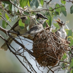 Philemon corniculatus (Noisy Friarbird) at Cook, ACT - 27 Jan 2022 by Roger