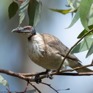 Philemon corniculatus at Cook, ACT - 27 Jan 2022