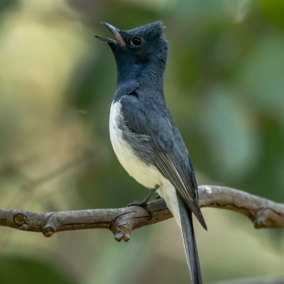 Myiagra rubecula (Leaden Flycatcher) at Molonglo Valley, ACT - 27 Jan 2022 by Roger