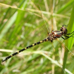 Synthemis eustalacta at Murrumbateman, NSW - 27 Jan 2022