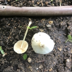 Unidentified Cap on a stem; gills below cap [mushrooms or mushroom-like] at Hughes, ACT - 26 Jan 2022 by ruthkerruish