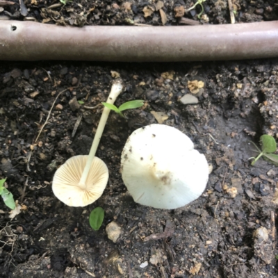 Unidentified Cap on a stem; gills below cap [mushrooms or mushroom-like] at Hughes, ACT - 26 Jan 2022 by ruthkerruish