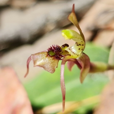 Chiloglottis sylvestris (Small Wasp Orchid) at Jerrawangala, NSW - 23 Jan 2022 by RobG1