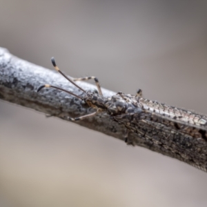 Glenoleon pulchellus at Paddys River, ACT - 22 Jan 2022 12:08 PM