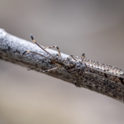 Glenoleon pulchellus (Antlion lacewing) at Paddys River, ACT - 22 Jan 2022 by trevsci