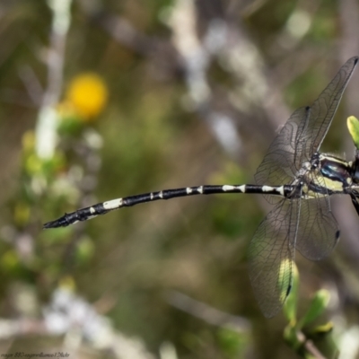 Parasynthemis regina (Royal Tigertail) at Aranda Bushland - 27 Jan 2022 by Roger