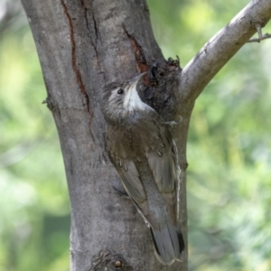 Cormobates leucophaea at Paddys River, ACT - 22 Jan 2022 02:18 PM