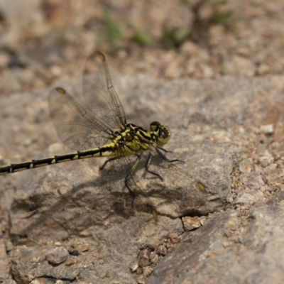 Austrogomphus guerini (Yellow-striped Hunter) at Paddys River, ACT - 22 Jan 2022 by trevsci
