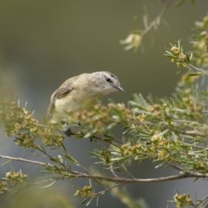 Acanthiza chrysorrhoa at Paddys River, ACT - 22 Jan 2022 11:20 AM