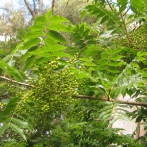 Pistacia chinensis at Evatt, ACT - 23 Jan 2022 10:22 AM