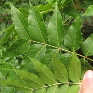 Pistacia chinensis at Evatt, ACT - 23 Jan 2022 10:22 AM