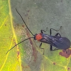 Braconidae (family) at Molonglo Valley, ACT - 27 Jan 2022