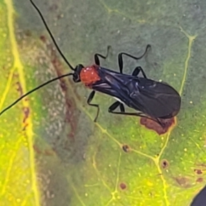 Braconidae (family) at Molonglo Valley, ACT - 27 Jan 2022