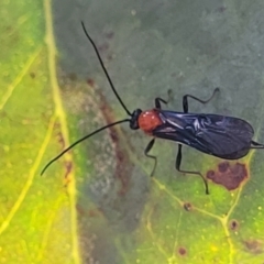 Braconidae (family) at Molonglo Valley, ACT - 27 Jan 2022