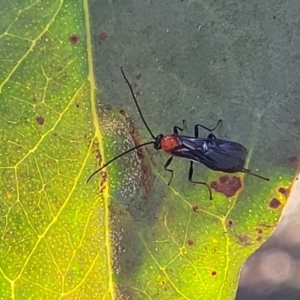 Braconidae (family) at Molonglo Valley, ACT - 27 Jan 2022