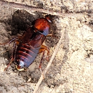 Platyzosteria similis at Molonglo Valley, ACT - 27 Jan 2022