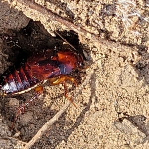 Platyzosteria similis at Molonglo Valley, ACT - 27 Jan 2022