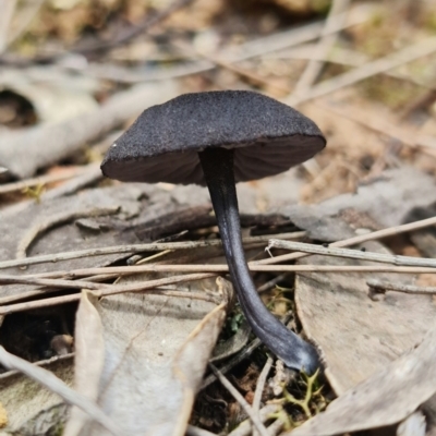 Entoloma sp. at Jerrawangala, NSW - 20 Jan 2022 by RobG1