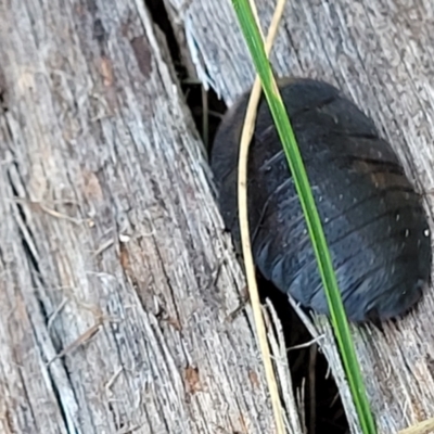 Laxta sp. (genus) (Bark cockroach) at Molonglo Valley, ACT - 27 Jan 2022 by trevorpreston