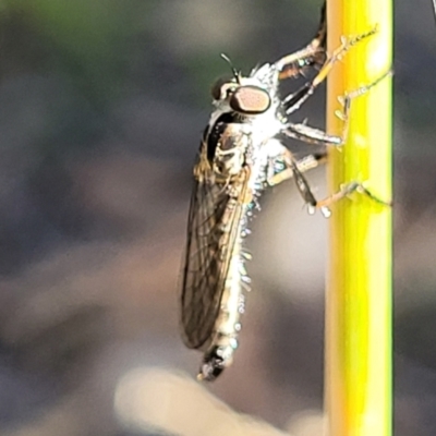 Cerdistus sp. (genus) (Yellow Slender Robber Fly) at Molonglo Valley, ACT - 27 Jan 2022 by tpreston