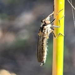 Cerdistus sp. (genus) at Molonglo Valley, ACT - 27 Jan 2022