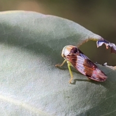 Rosopaella cuprea (A leafhopper) at Molonglo Valley, ACT - 27 Jan 2022 by trevorpreston