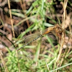 Xanthagrion erythroneurum (Red & Blue Damsel) at Molonglo Valley, ACT - 27 Jan 2022 by tpreston