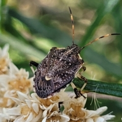 Oncocoris sp. (genus) (A stink bug) at Molonglo Valley, ACT - 27 Jan 2022 by tpreston