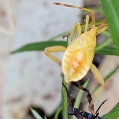 Amorbus sp. (genus) (Eucalyptus Tip bug) at Molonglo Valley, ACT - 27 Jan 2022 by trevorpreston