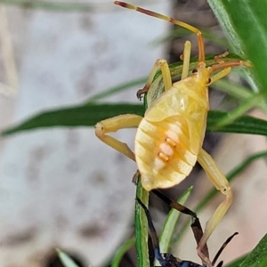 Amorbus sp. (genus) at Molonglo Valley, ACT - 27 Jan 2022