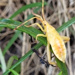 Amorbus sp. (genus) at Molonglo Valley, ACT - 27 Jan 2022