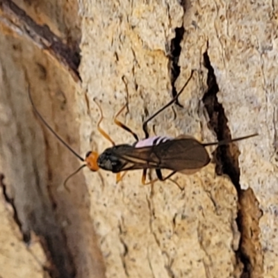 Callibracon sp. (genus) (A White Flank Black Braconid Wasp) at Molonglo Valley, ACT - 27 Jan 2022 by trevorpreston