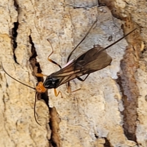 Callibracon sp. (genus) at Molonglo Valley, ACT - 27 Jan 2022