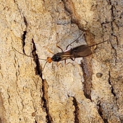 Callibracon sp. (genus) at Molonglo Valley, ACT - 27 Jan 2022