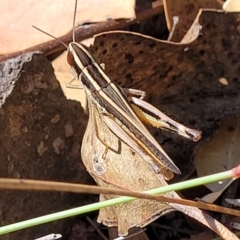 Macrotona australis (Common Macrotona Grasshopper) at Molonglo Valley, ACT - 27 Jan 2022 by trevorpreston