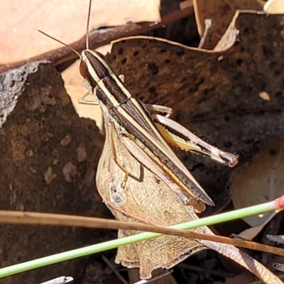 Macrotona australis (Common Macrotona Grasshopper) at Molonglo Valley, ACT - 27 Jan 2022 by tpreston
