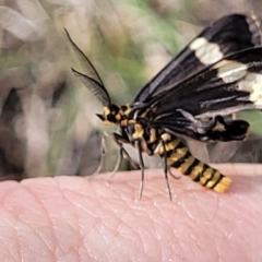 Nyctemera amicus (Senecio Moth, Magpie Moth, Cineraria Moth) at Molonglo Valley, ACT - 27 Jan 2022 by tpreston