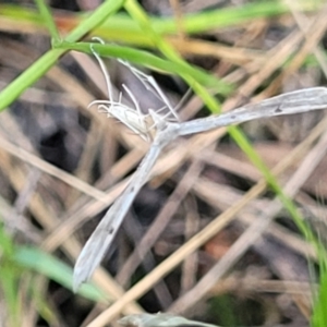 Platyptilia celidotus at Molonglo Valley, ACT - 27 Jan 2022