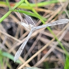 Platyptilia celidotus at Molonglo Valley, ACT - 27 Jan 2022 03:54 PM