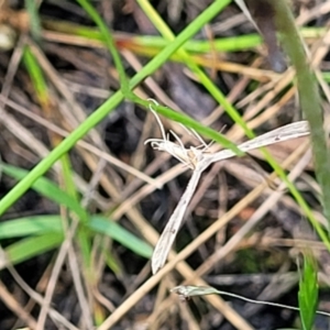 Platyptilia celidotus at Molonglo Valley, ACT - 27 Jan 2022